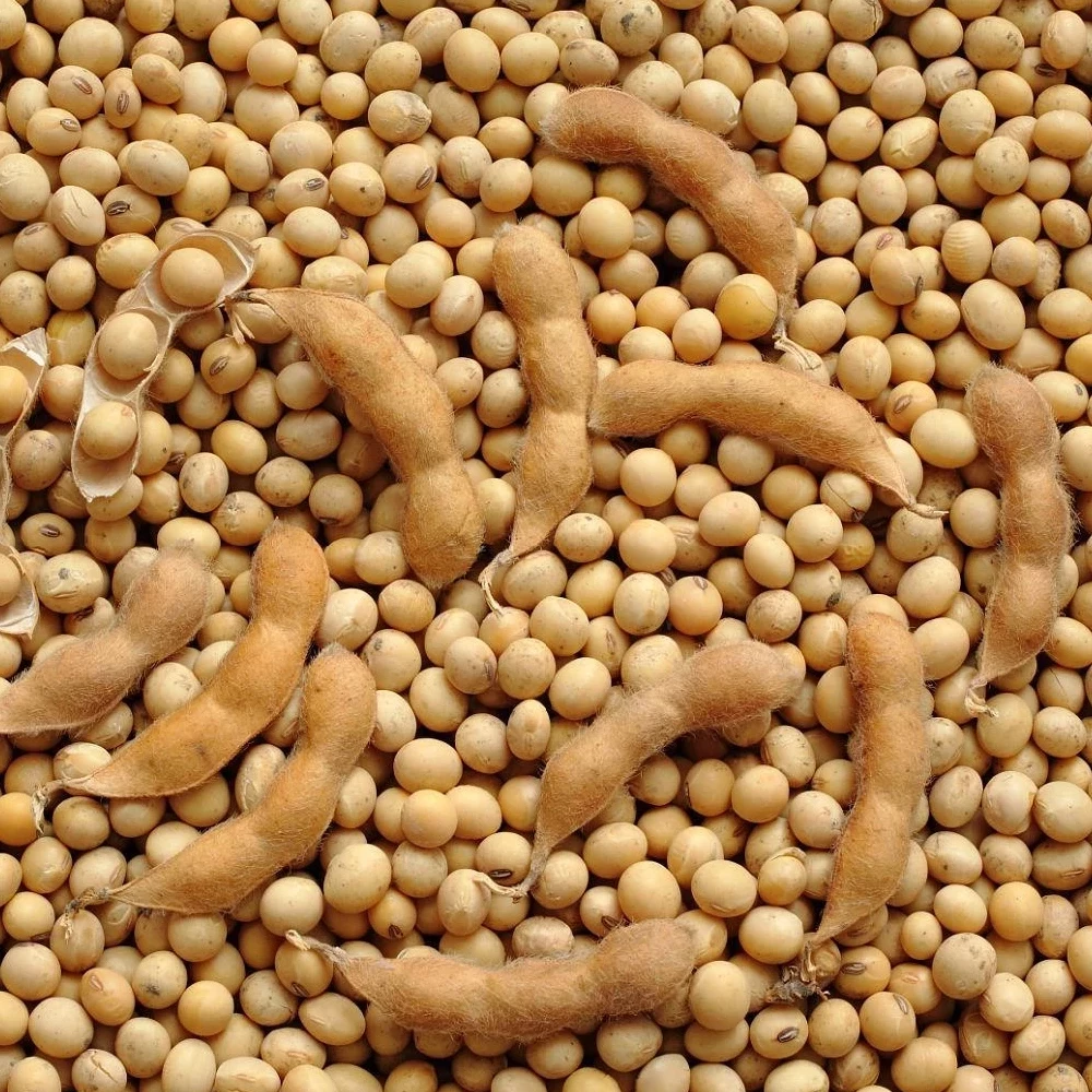 Soy Seed